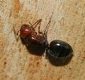 Crematogaster scutellaris